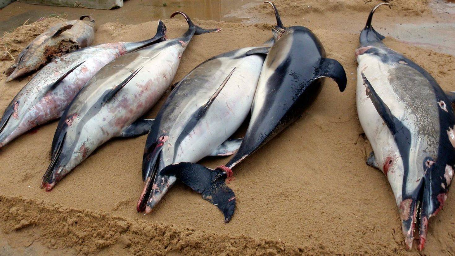 1100 dead dolphins wash up in france and people are demanding action