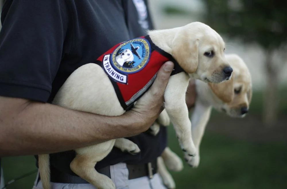 heres how you can adopt dogs that failed government training for being too nice 3