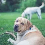 Labrador dogs in a garden, the kind of home where families adopt a TSA dog