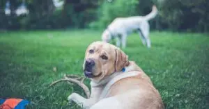 Labrador dogs in a garden, the kind of home where families adopt a TSA dog